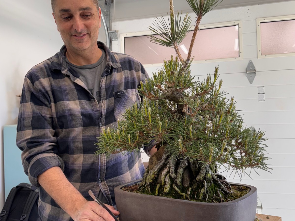 Back to California: Bonsai Between&nbsp;Conferences
