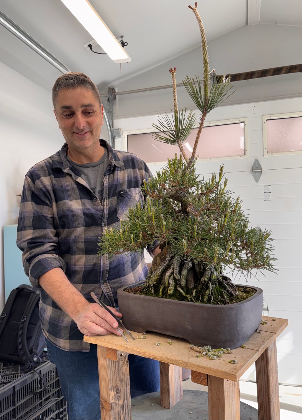 Back to California: Bonsai Between&nbsp;Conferences