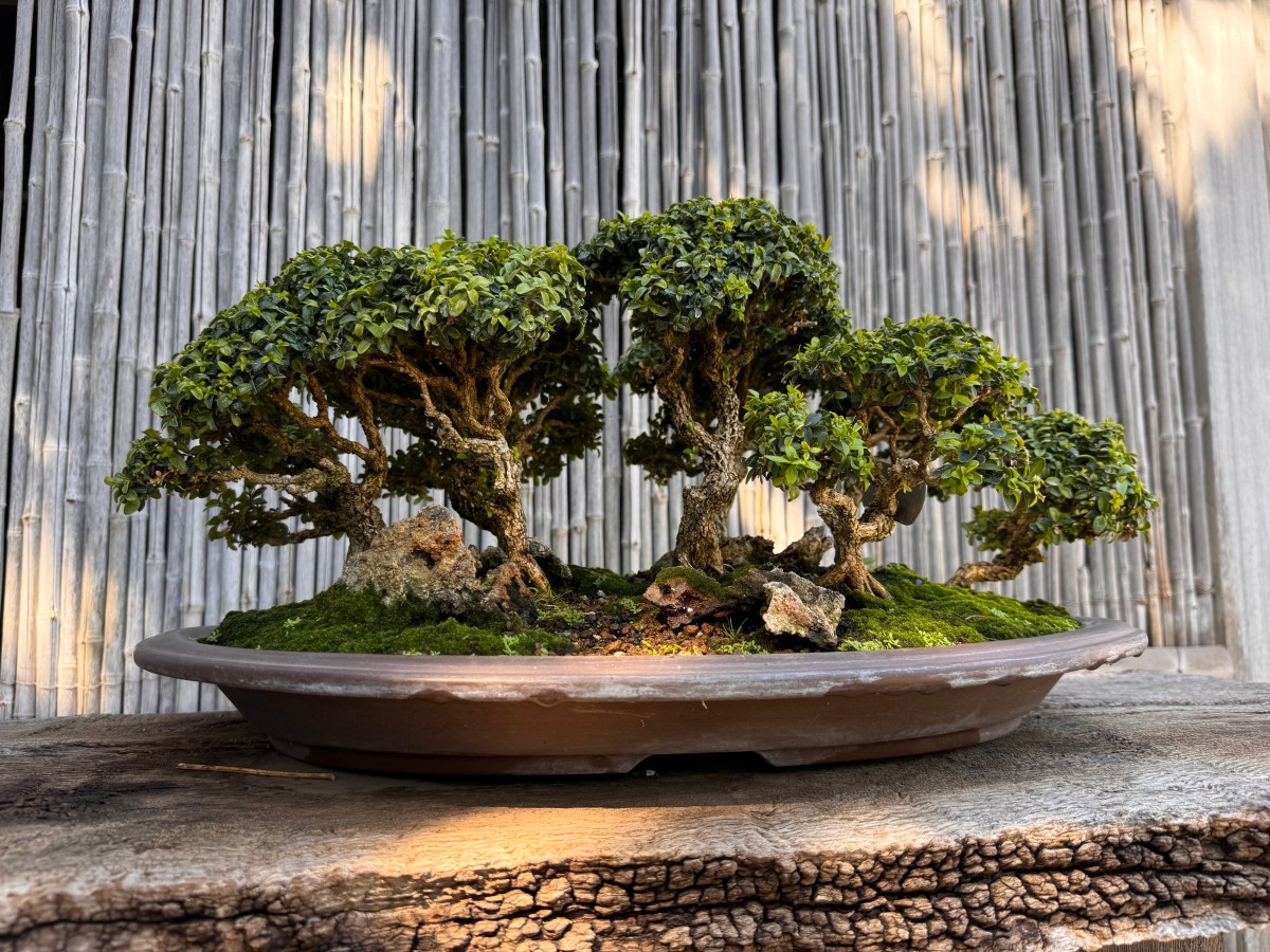 A Quiet Morning Among Giants: The Huntington&nbsp;Gardens